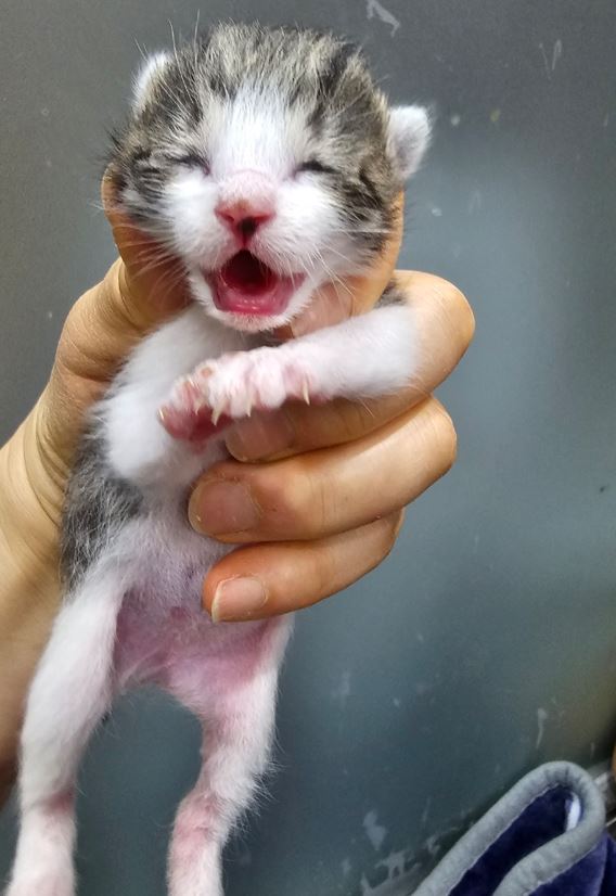 보령길고양이보호협회_444451202300343